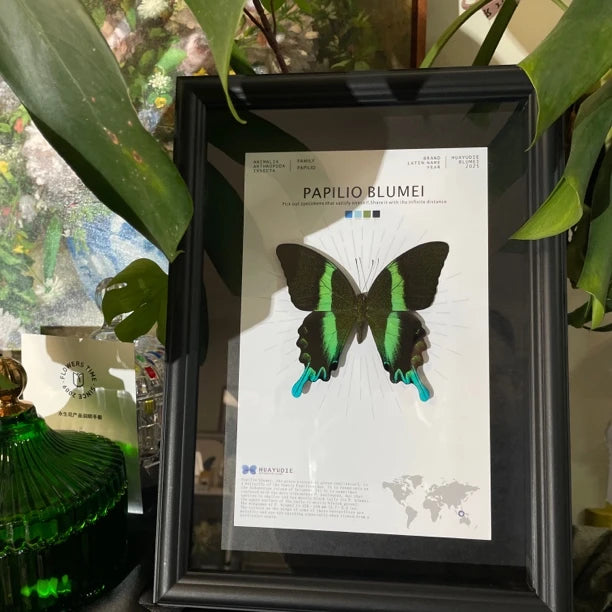 Love Goddess Papilio Real Butterfly Specimen Birthday Gift Creative Gift Girlfriend Gift Home Goods Butterfly Photo Frame