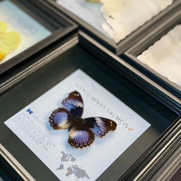 Weak water butterfly 3D three-dimensional butterfly artwork decorative art gift premium gift for girlfriend gift photo frame - image 1