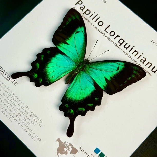 Light luxury decorative art customized black three-dimensional premium real butterfly specimen photo frame｜8-inch square butterfly photo frame