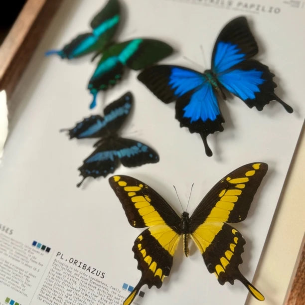 4 phoenix butterfly assemblage butterfly birthday girlfriend best friend creative gift home butterfly specimen real butterfly - image 3
