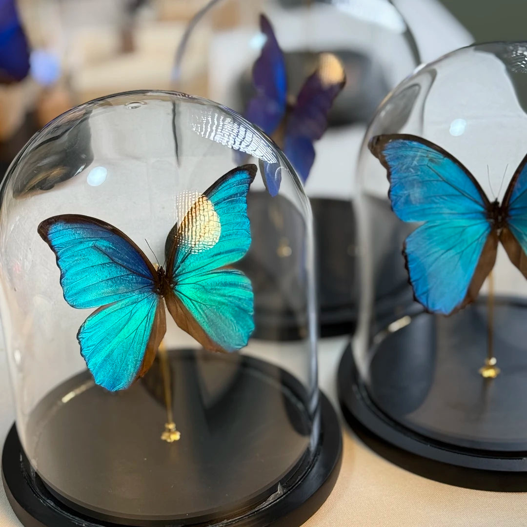 decorative art Morpho didius butterfly specimens for light luxury gifts creative gifts living room premium butterfly glass cover - image 2
