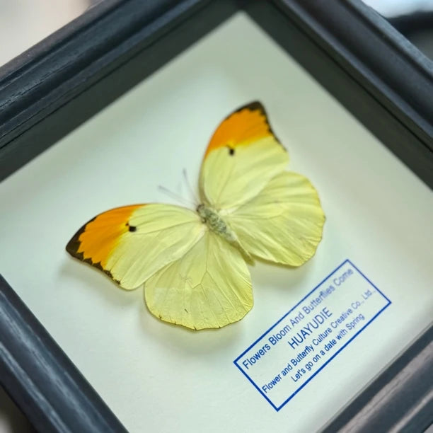 Golden-crested white butterfly, real butterfly specimen, butterfly photo frame gift, Valentine's Day creative gift for girlfriend - image 5
