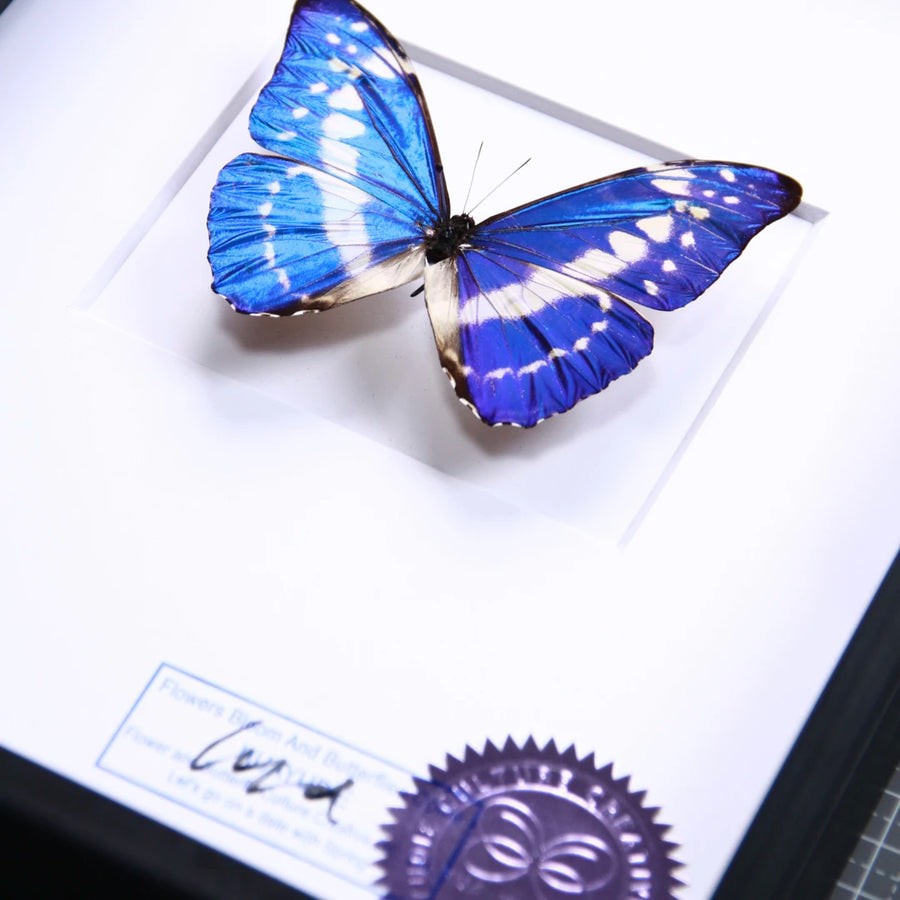 Cyprus Morpho real butterfly specimen creative gift Valentine's Day creative gift for girlfriend and best friend gift