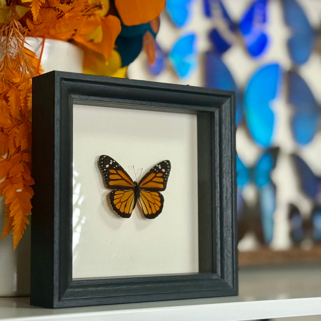 Monarch butterfly wall art Real Butterfly Specimens Creative Gifts Valentine's Day Creative Gifts for Girlfriends and Best Friends Gifts - image 2