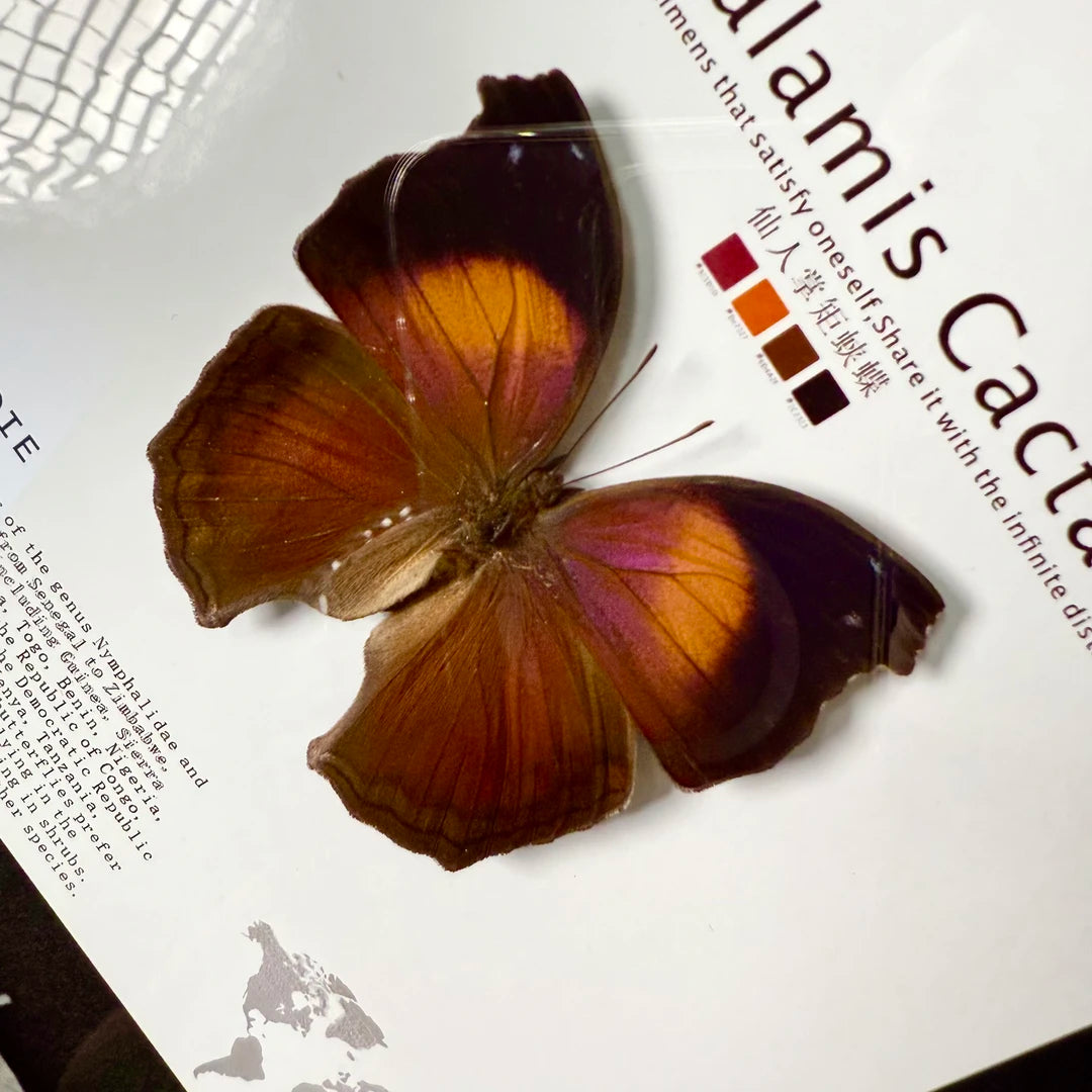 Cactus Butterfly Real Butterfly Specimen Birthday Gift for Girlfriend and Best Friend Creative Gift Home Butterfly Party 8 Photo Frames - image 1