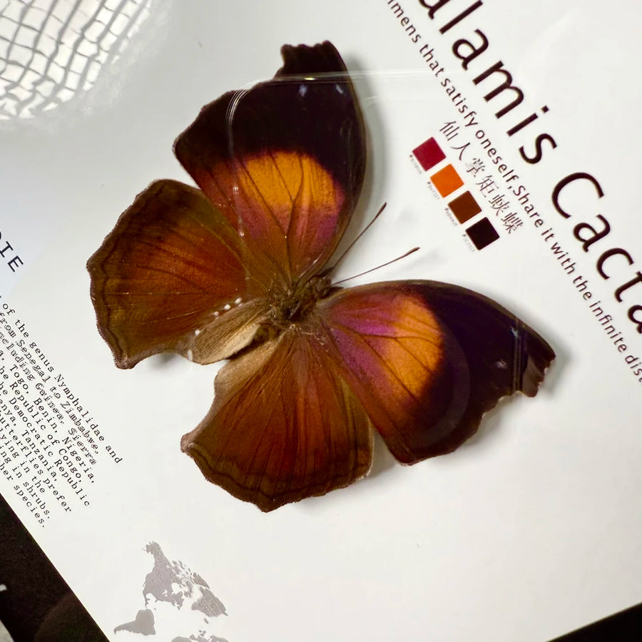 Cactus Butterfly Real Butterfly Specimen Birthday Gift for Girlfriend and Best Friend Creative Gift Home Butterfly Party 8 Photo Frames