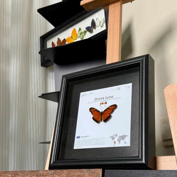 Queen's silver pattern sleeve butterfly real butterfly specimen birthday gift to girlfriend and best friend creative gift home butterfly square 8 photo frames - image 3