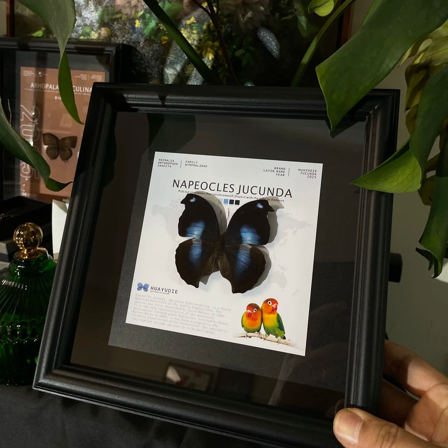 decorative art home accessories Napeoclesjucunda butterfly specimen girlfriend birthday creative gift photo frame