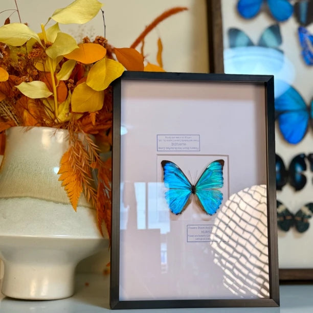 Dawn Morpho butterfly picture frame custom specimen decorative art light luxury photo frame butterfly specimen blue 8-inch picture frame - image 4