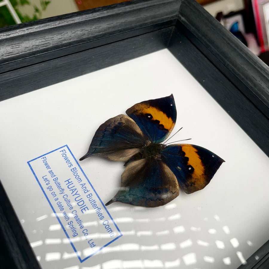 Dead Leaf Butterfly Photo Frame Real Butterfly Specimen Creative Gift Valentine's Day Creative Gift for Girlfriend Birthday Gift