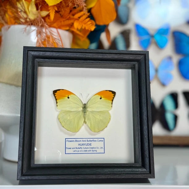Golden-crested white butterfly, real butterfly specimen, butterfly photo frame gift, Valentine's Day creative gift for girlfriend - image 1