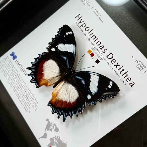 Saw-grained white-spotted butterfly real butterfly specimen birthday gift for girlfriend and best friend creative gift home butterfly square 8 photo frames