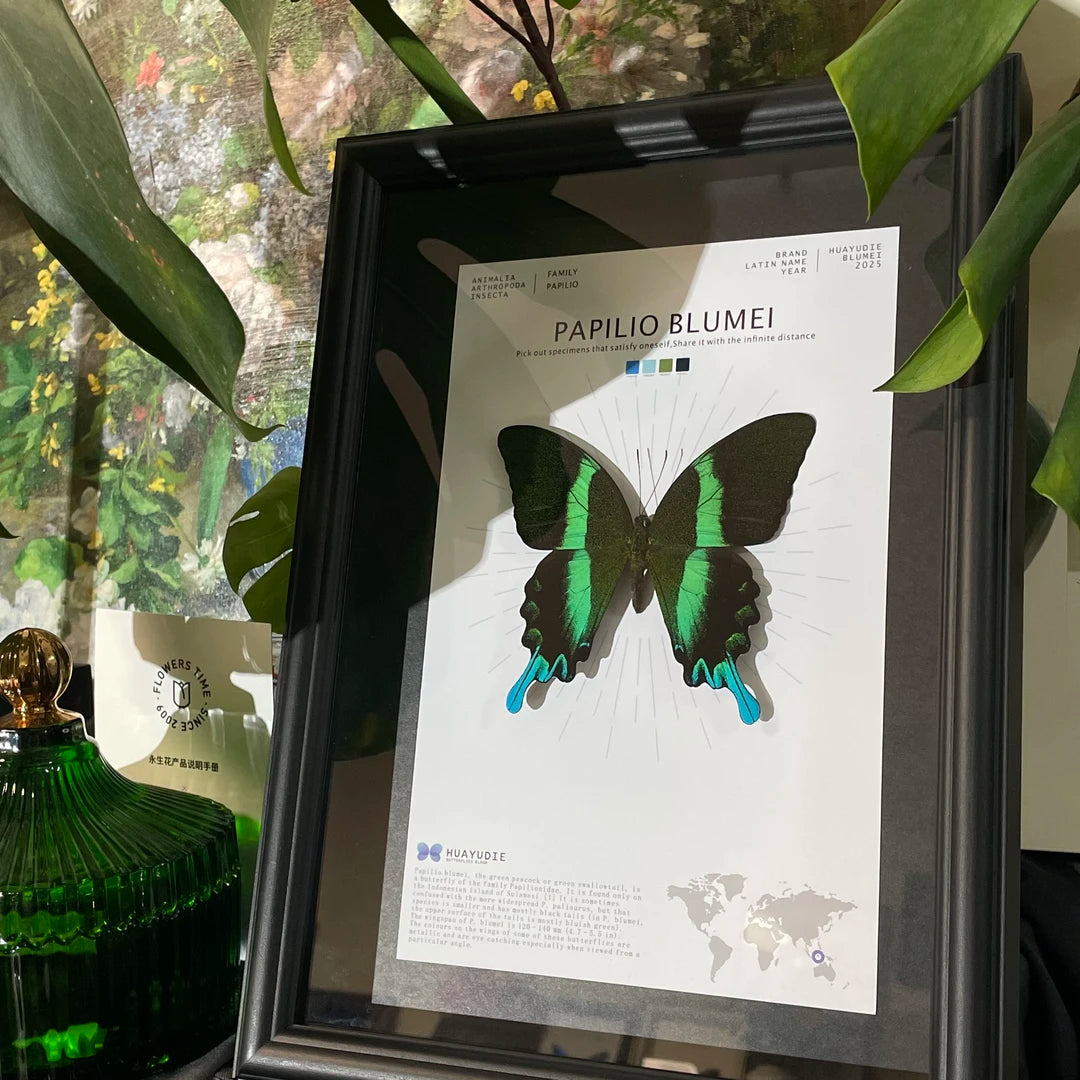 Love Goddess Papilio Real Butterfly Specimen Birthday Gift Creative Gift Girlfriend Gift Home Goods Butterfly Photo Frame - image 2
