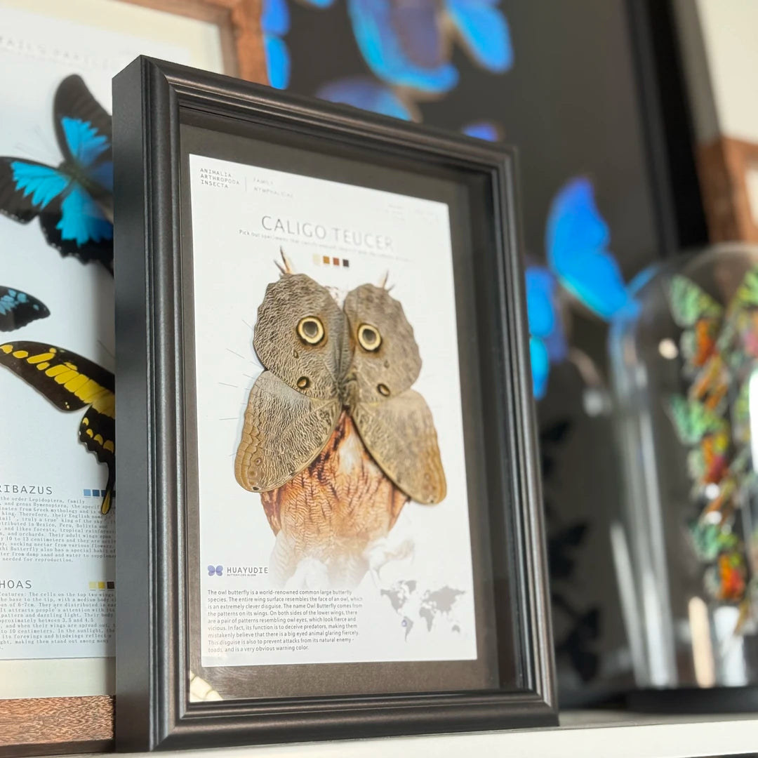 Blue ring butterfly home decoration butterfly ornament creative gift A1 framed butterfly specimen | A4 Nordic decorative art - image 3