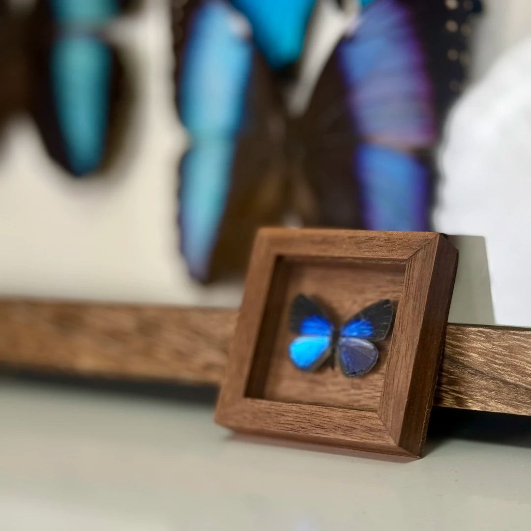 Elegant Gray Butterfly Pocket Butterfly Glass Real Butterfly Specimens Creative Gifts Valentine's Day Creative Gifts for Girlfriends - image 3