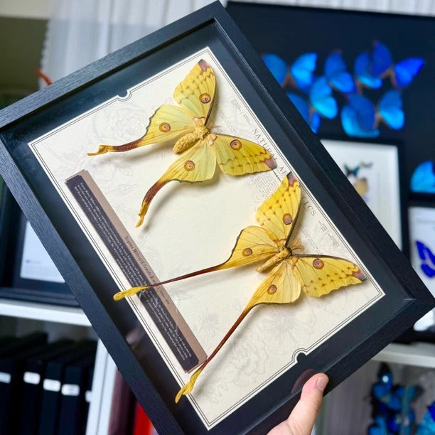 Comet Tail Silkworm Moth Real Butterfly Specimens Birthday Gift for Girlfriend Valentine's Day Creative Gift Home Butterfly A3 Photo Frame - image 4