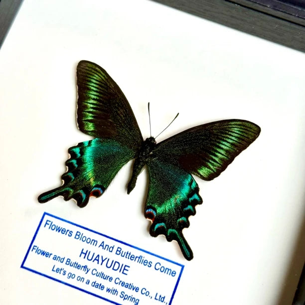 Green-banded Papilio butterfly real butterfly specimen shop creative gifts Valentine's Day creative gifts for girlfriend gift ornaments - image 1