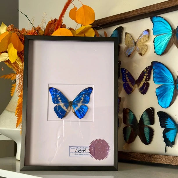 Cyprus Morpho real butterfly specimen creative gift Valentine's Day creative gift for girlfriend and best friend gift - image 2