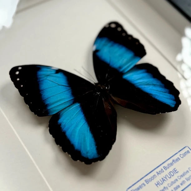 premium premium photo frame blue butterfly specimen creative gift elegant creative gift send light luxury decorative gift