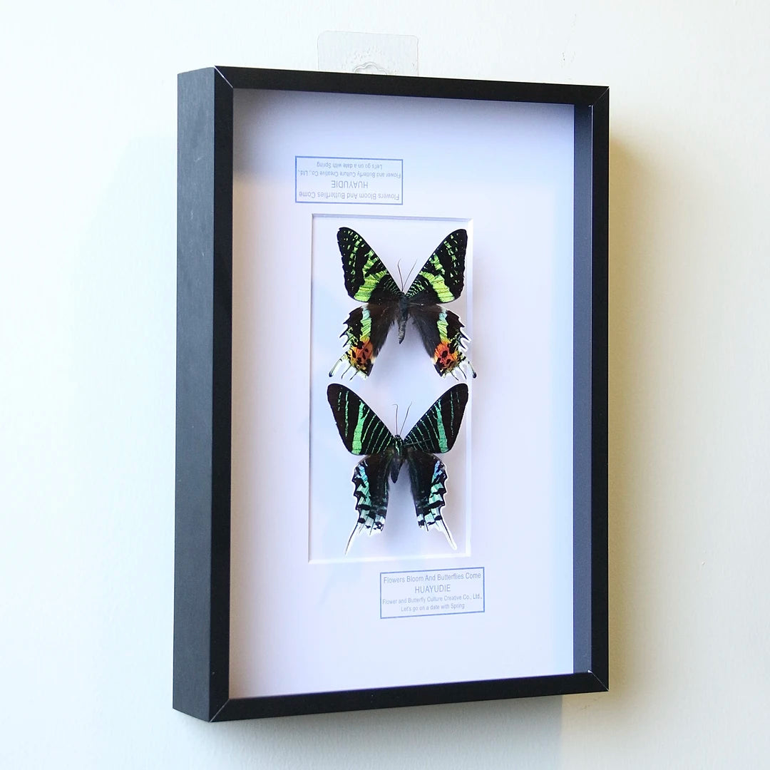 Atmospheric decorative art moon moth butterfly specimen real butterfly gift ornaments light luxury gift real butterfly photo frame - image 4