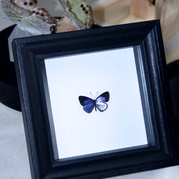 Elegant Gray Butterfly Decorative Butterfly Specimens Birthday Gifts Creative Gifts for Girlfriends and Best Friends Creative Home Ornaments - image 1