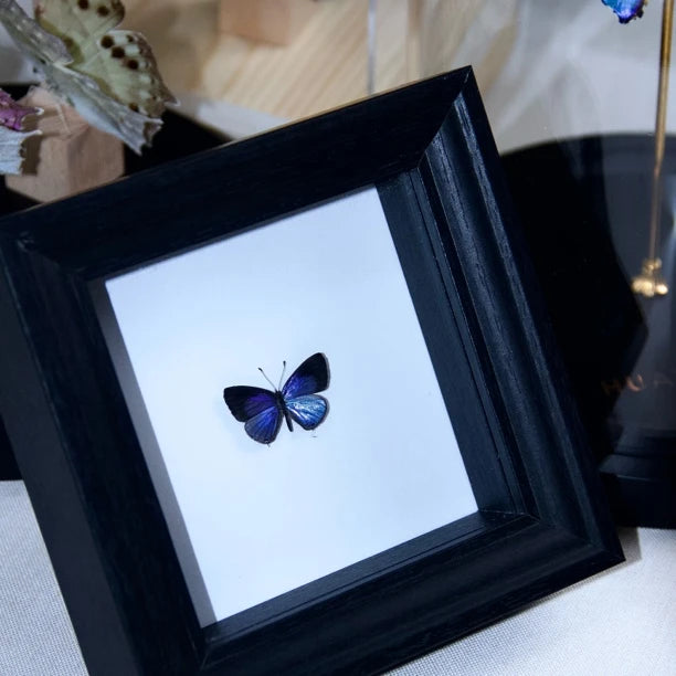 Elegant Gray Butterfly Decorative Butterfly Specimens Birthday Gifts Creative Gifts for Girlfriends and Best Friends Creative Home Ornaments - image 3