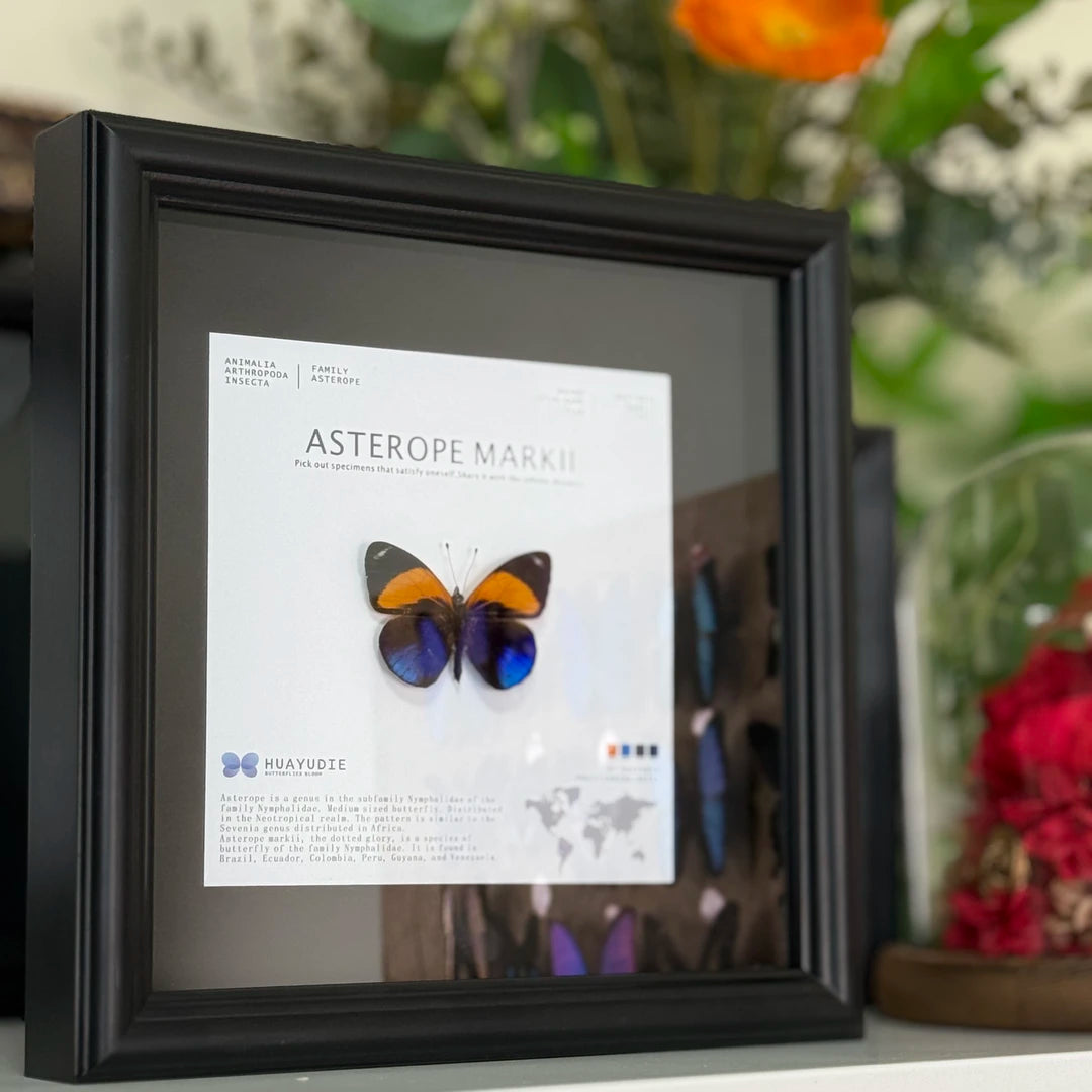 Jihuangxing Butterfly customized butterfly specimen premium gift decorative art three-dimensional gift for girlfriend and light luxury gift - image 4