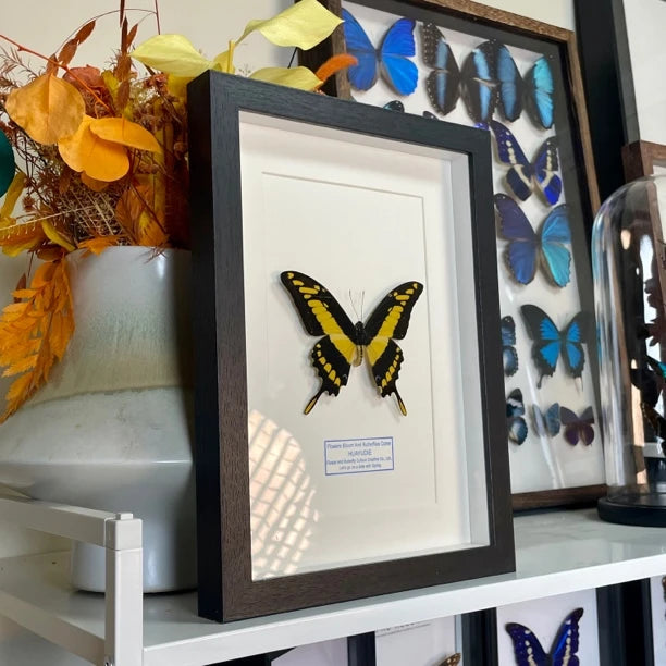 Minzhi Papilio butterfly real butterfly blue specimen creative gift Valentine's Day creative gift for girlfriend gift ornaments - image 3