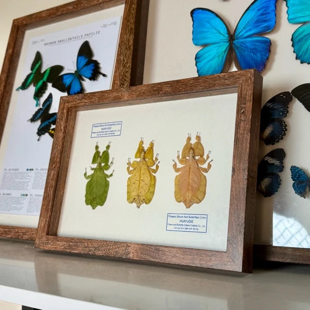 Indonesian leaf insect gradient color platter butterfly birthday gift for girlfriend and best friend creative gift home butterfly A4 photo frame - image 5