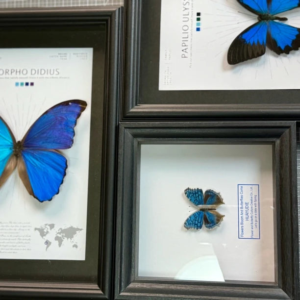 Elegant eye butterfly decoration real butterfly specimen creative gift butterfly specimen painting creative gift gift for girlfriend - image 5