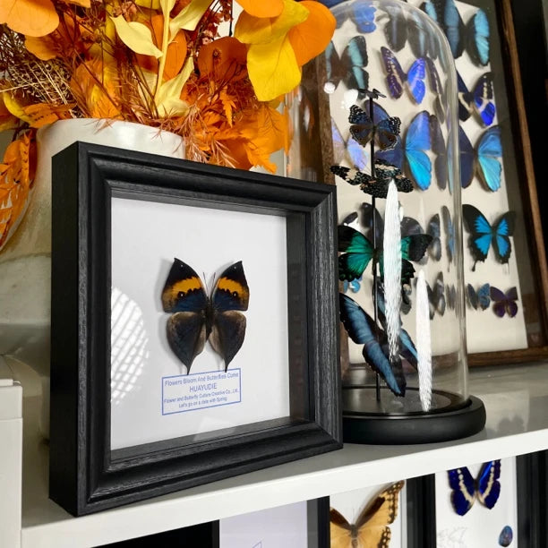Dead Leaf Butterfly Photo Frame Real Butterfly Specimen Creative Gift Valentine's Day Creative Gift for Girlfriend Birthday Gift - image 3