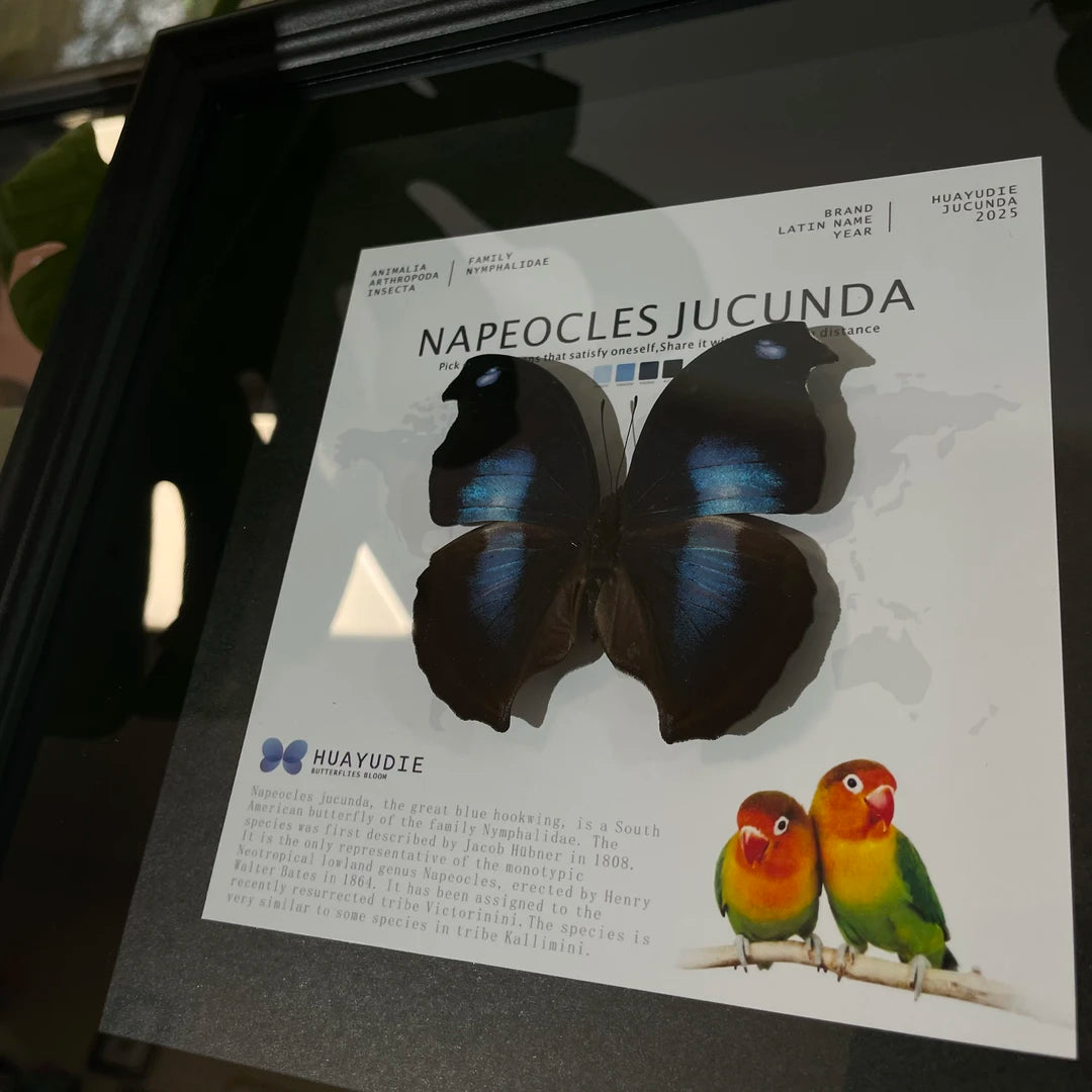 decorative art home accessories Napeoclesjucunda butterfly specimen girlfriend birthday creative gift photo frame - image 2