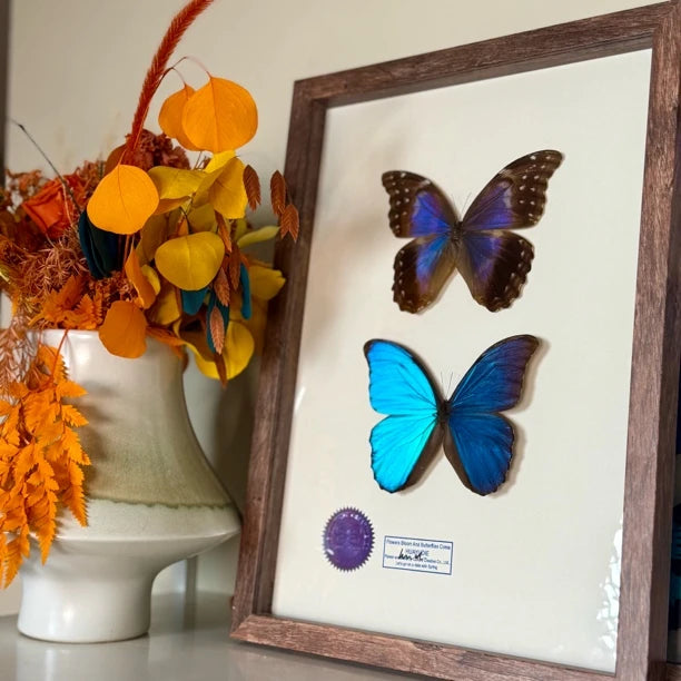 Great blue morpho butterfly male and female butterfly specimens real butterfly gifts Valentine's Day creative gifts for girlfriends gifts for besties - image 1
