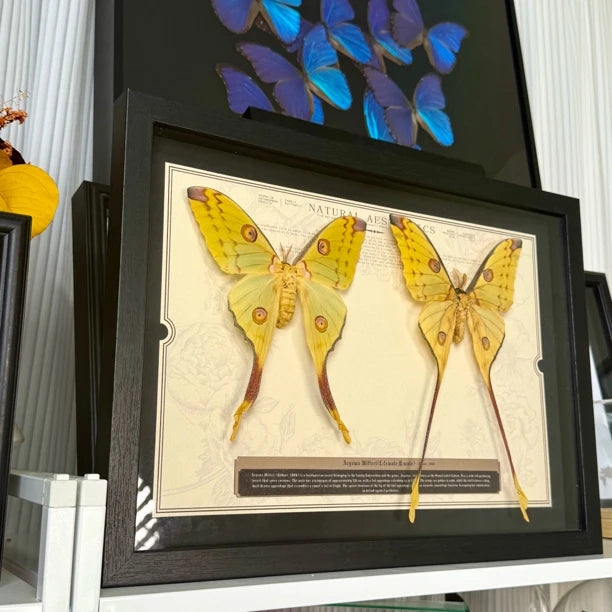 Comet Tail Silkworm Moth Real Butterfly Specimens Birthday Gift for Girlfriend Valentine's Day Creative Gift Home Butterfly A3 Photo Frame - image 5
