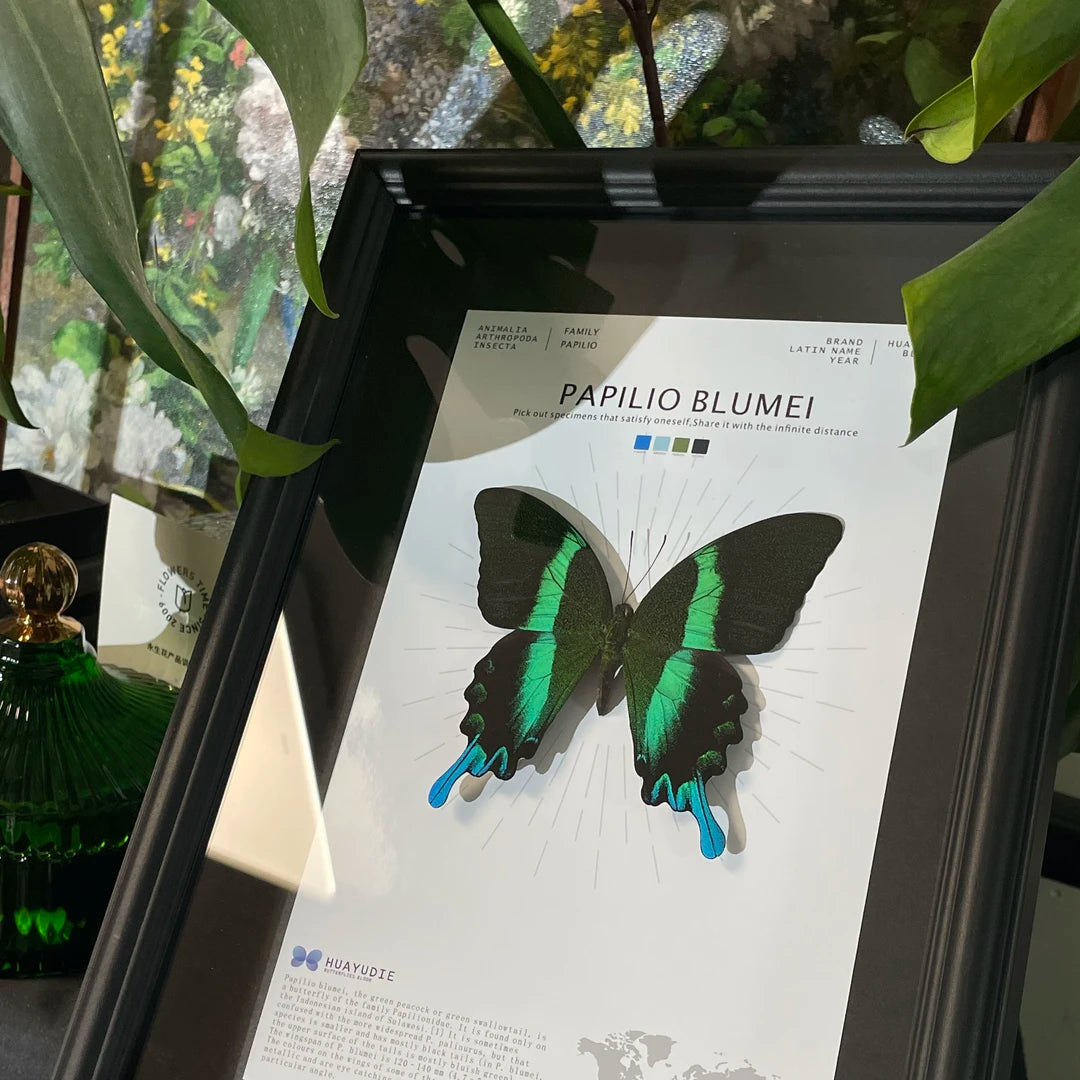Love Goddess Papilio Real Butterfly Specimen Birthday Gift Creative Gift Girlfriend Gift Home Goods Butterfly Photo Frame - image 5