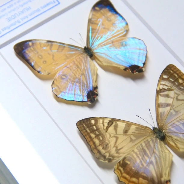 Nordic blue morpho butterfly wall art, male and female pair of butterflies, birthday specimen, creative gift for girlfriend and best friend, home butterfly photo frame - image 2