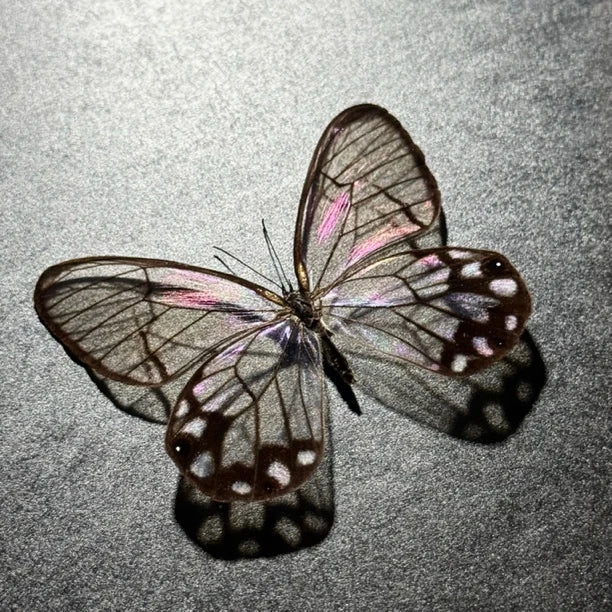 Photo frame of pseudomorphic butterfly specimen for couple, Valentine’s Day gift for girlfriend and best friend, creative butterfly specimen for home goodies - image 2