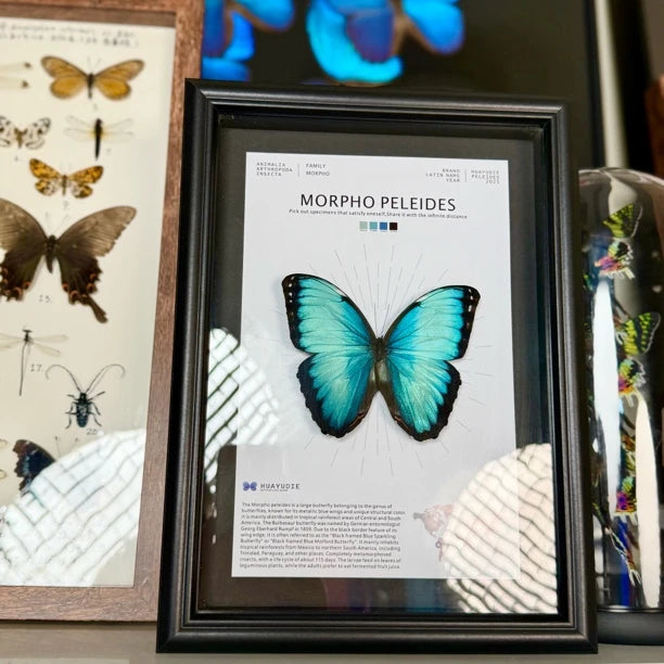 Morpho Blue Butterfly Real Butterfly Gift for Girlfriend wall art Creative Gift Living Room Butterfly Nordic Style decorative art - image 2