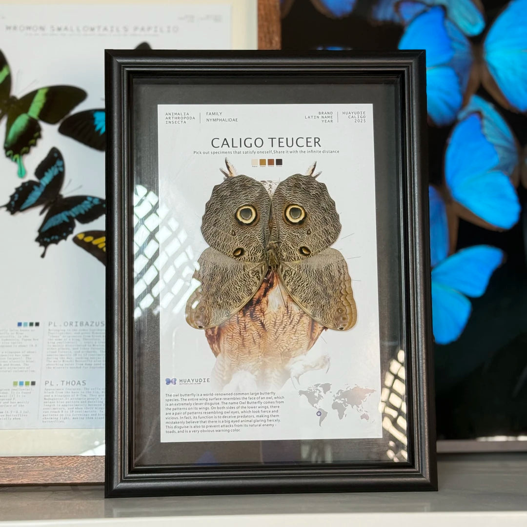 Blue ring butterfly home decoration butterfly ornament creative gift A1 framed butterfly specimen | A4 Nordic decorative art - image 1