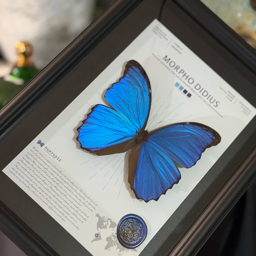 Big blue morpho butterfly didius premium light luxury butterfly decorative art to give Mother's Day gift, atmospheric and premium wall art - image 3