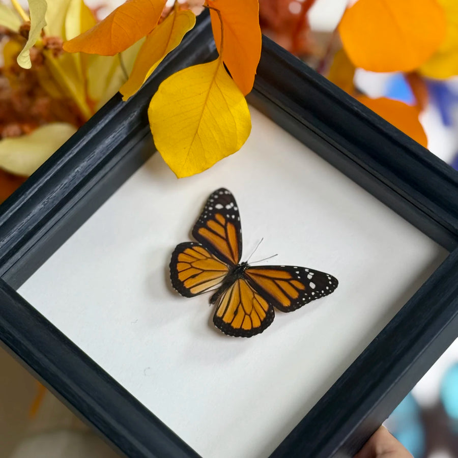 Monarch butterfly wall art Real Butterfly Specimens Creative Gifts Valentine's Day Creative Gifts for Girlfriends and Best Friends Gifts