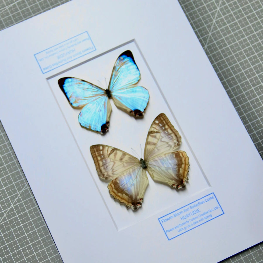 Nordic blue morpho butterfly wall art, male and female pair of butterflies, birthday specimen, creative gift for girlfriend and best friend, home butterfly photo frame