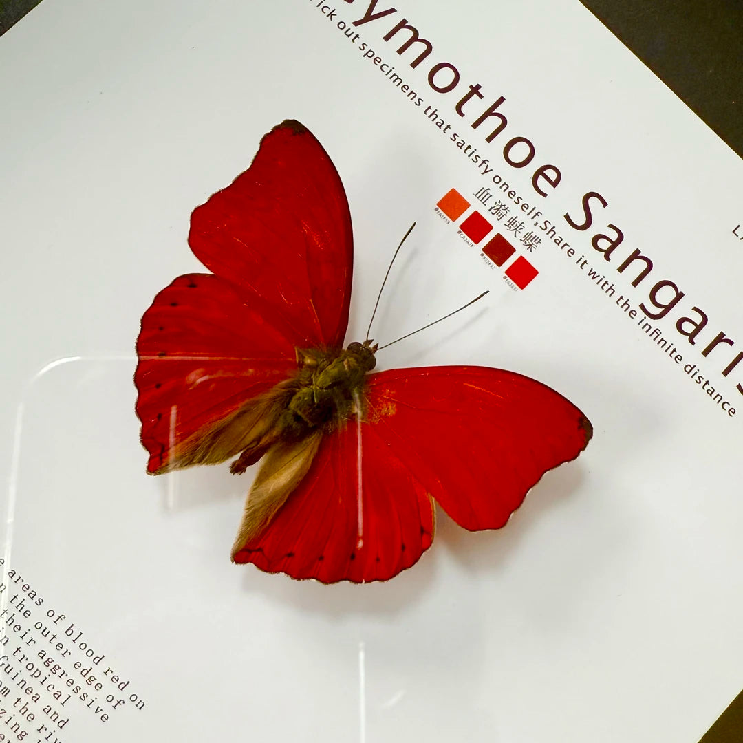 Blood ripple butterfly specimen real butterfly birthday gift for girlfriend and best friend creative gift home butterfly square 8-inch photo frame - image 1