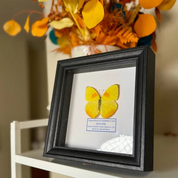 Yellow-striped white butterfly real butterfly specimen decorative art photo frame home decoration [6-inch black plexiglass square frame] - image 2