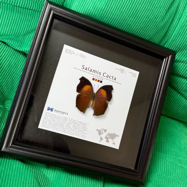 Cactus Butterfly Real Butterfly Specimen Birthday Gift for Girlfriend and Best Friend Creative Gift Home Butterfly Party 8 Photo Frames - image 3