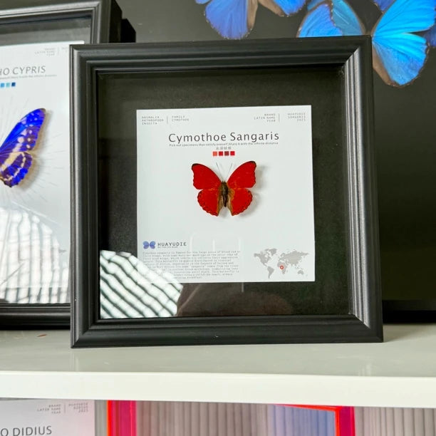 Blood ripple butterfly specimen real butterfly birthday gift for girlfriend and best friend creative gift home butterfly square 8-inch photo frame - image 4