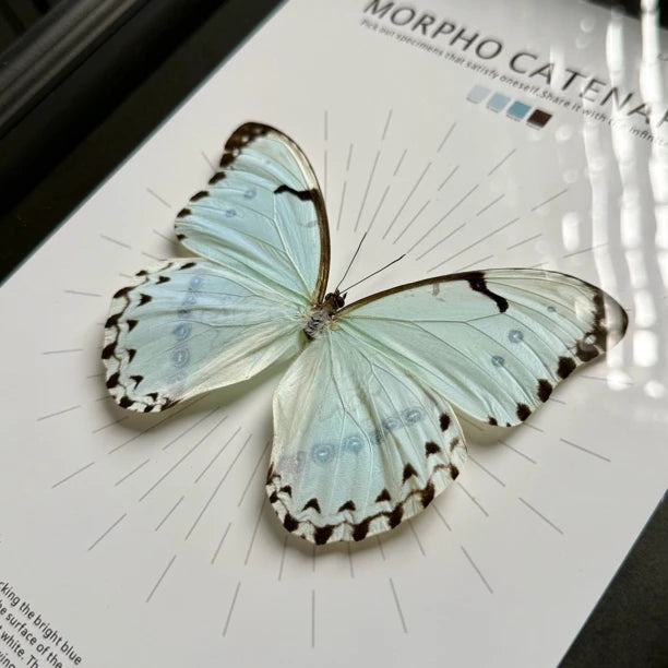 Kent's premium Morpho real butterfly specimen birthday gift for girlfriend and best friend, creative gift for home butterfly A4 photo frame - image 2