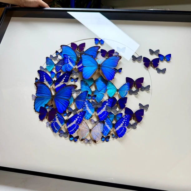 FLORAFLY "Take Off" World Famous Butterflies Real butterfly assemblage Living Room Sofa wall art B&B Background Creative Gift - image 1