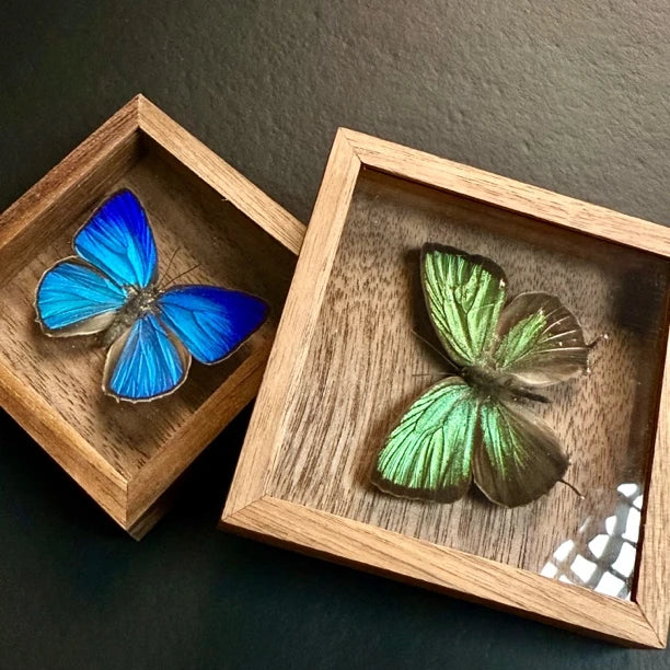 Era Gray Butterfly Real Butterfly Refrigerator Magnet Birthday Gift for Girlfriend and Best Friend Home Butterfly Mini Photo Frame - image 3