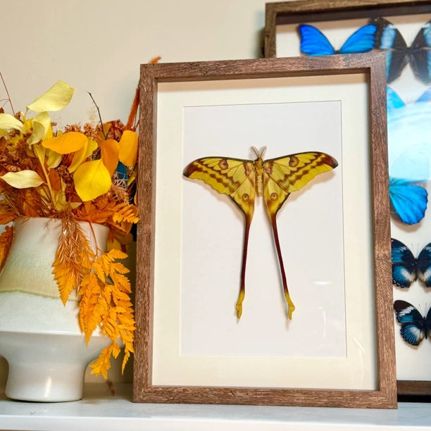 Comet Tail Large Silkworm Moth Argema mittrei Birthday Girlfriend Best Friend Creative Gift Home Butterfly Photo Frame - image 3